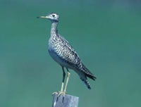 Upland Sandpiper