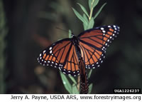 Viceroy Butterfly