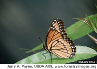 Viceroy Butterfly