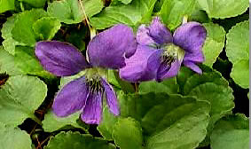 Violets