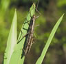 Walking Stick