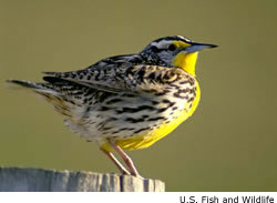 Western Meadowlark