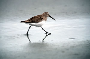 Western Sandpiper