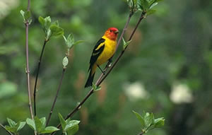 Western Tanager