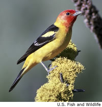 Western Tanager