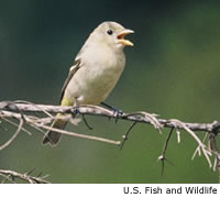 Western Tanager