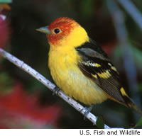 Western Tanager