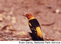 Western Tanager