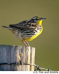 Western Meadowlark