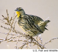 Western Meadowlark