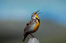 Meadowlark
