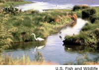 Estuary