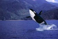 Killer Whale