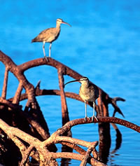 Whimbrel