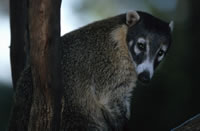 Coati