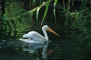 White Pelican