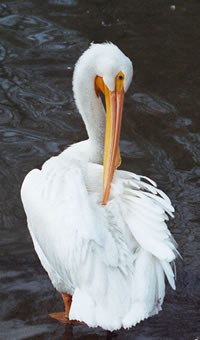 White Pelican