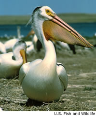 White Pelican