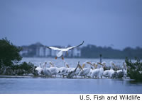 White Pelican