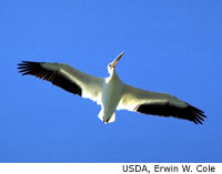 White Pelican