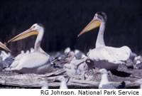 White Pelican