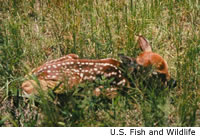 White-tailed Deer