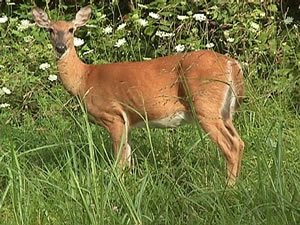 Deer on White Tailed Deer Odocoileus Virginianus Natureworks