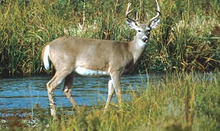 external image whitetaileddeer5.jpg
