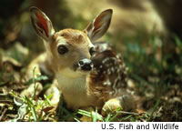 White-tailed Deer