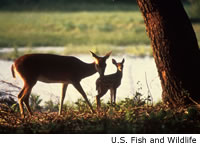 White-tailed Deer