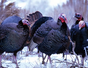Wild Turkey