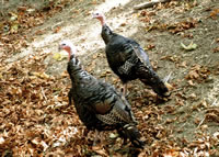 Wild Turkey