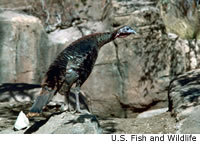 Wild Turkey
