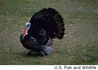 Wild Turkey
