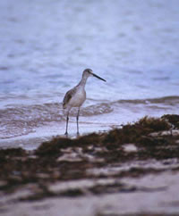 Willet