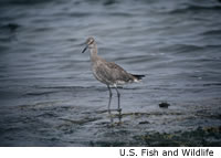 Willet