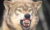 Wolf