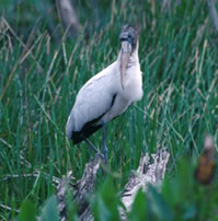 Wood Stork