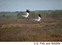 Wood Stork