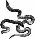 Worms