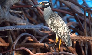 Yellow-crowned Night Heron