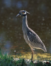 Yellow-crowned Night Heron