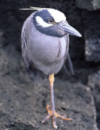 Yellow-crowned Night Heron