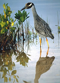 Yellow-crowned Night Heron