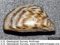 Zebra Mussel