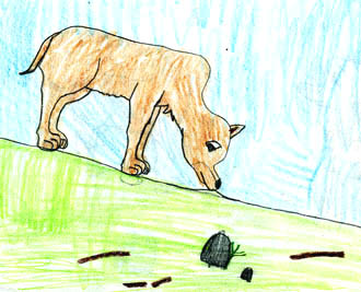 Animal Tails