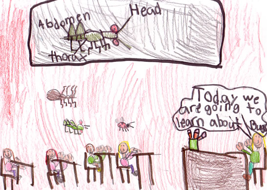 The Bug Study