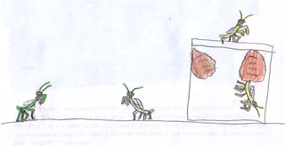 The Magnificent Mantis