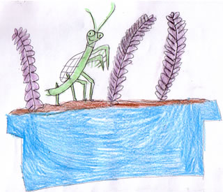 The Magnificent Mantis