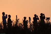 Birders watching